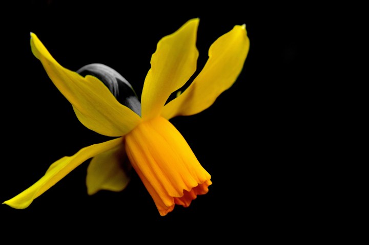 simple daffodil